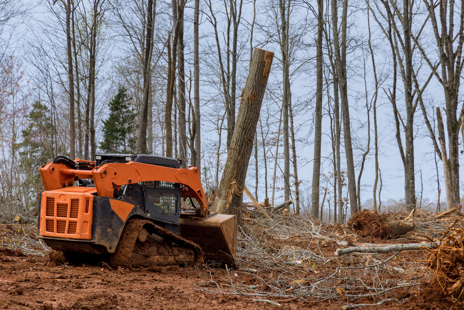 Skid-Steer Loader Clearing Tree Root and Brush in Forest